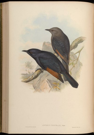 Amydrus tristamii = Onychognathus tristramii von John Gould